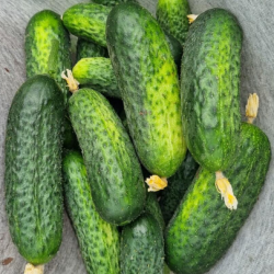 Ogórek Albatros BEJO 3631 f1 1000 nasion prec. ST